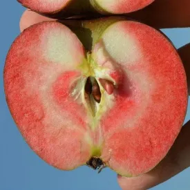 Apple Red Devil